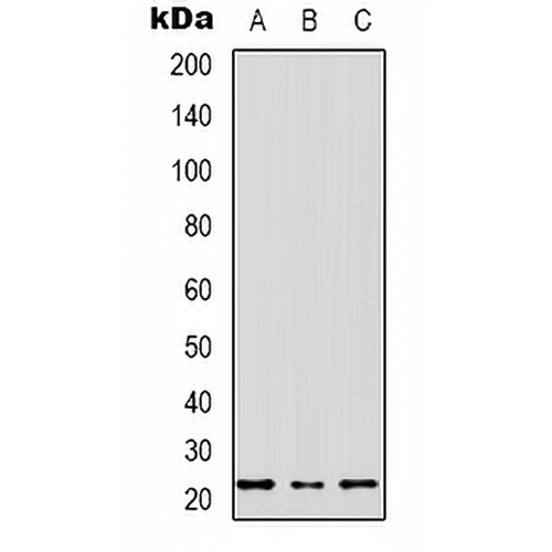 MRPS17 Rabbit Polyclonal Antibody
