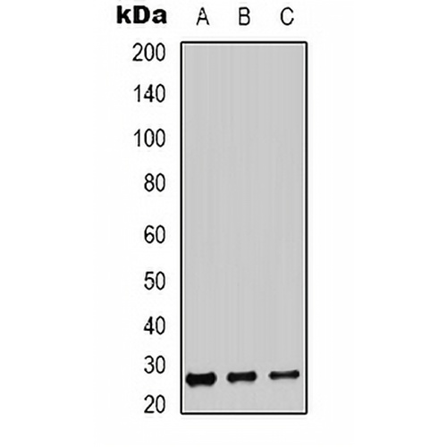 BSX Rabbit Polyclonal Antibody