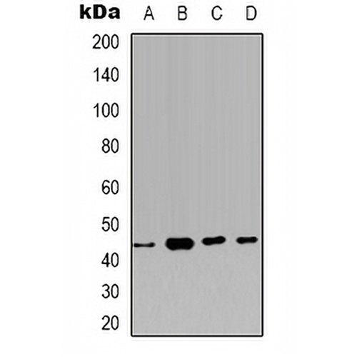Carbonic Anhydrase 12 Rabbit Polyclonal Antibody
