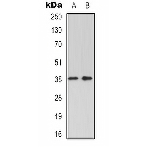 GRAP2 Rabbit Polyclonal Antibody