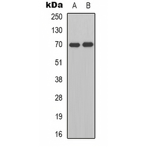 HGF activator Rabbit Polyclonal Antibody