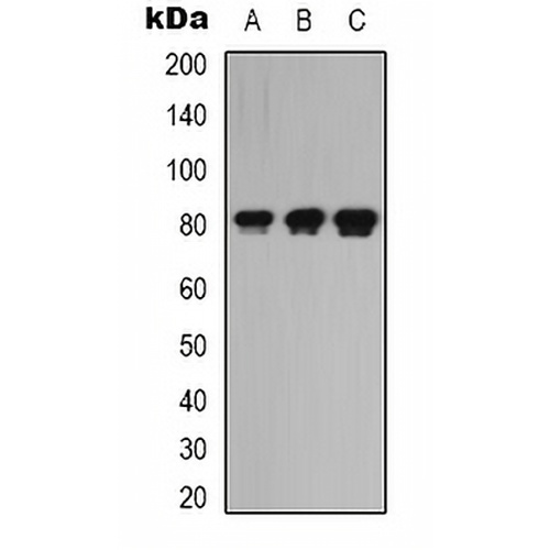 LRRC41 Rabbit Polyclonal Antibody