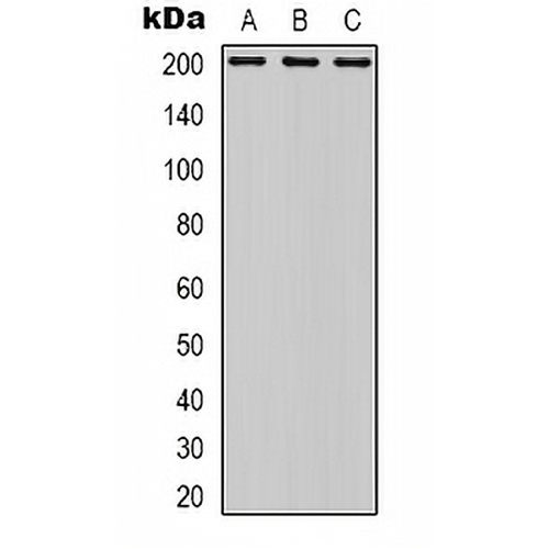 MYO16 Rabbit Polyclonal Antibody