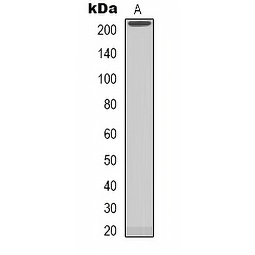 NAV1 Rabbit Polyclonal Antibody