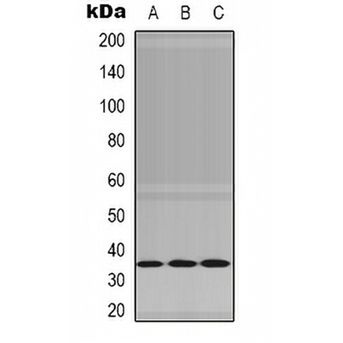 NEK7 Rabbit Polyclonal Antibody