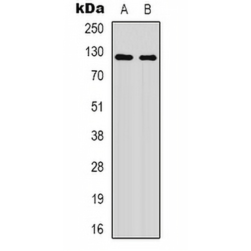 XPO1 (Acetyl-K568) Rabbit Polyclonal Antibody