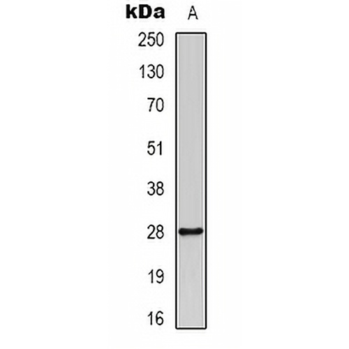 14-3-3-pan (Acetyl-K51/49) Rabbit Polyclonal Antibody