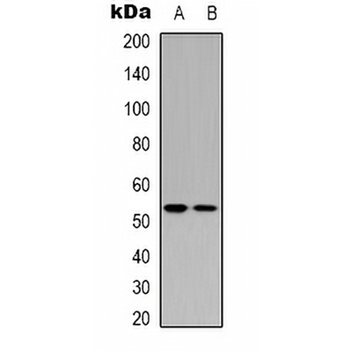 p53 (Acetyl-K370) Rabbit Polyclonal Antibody