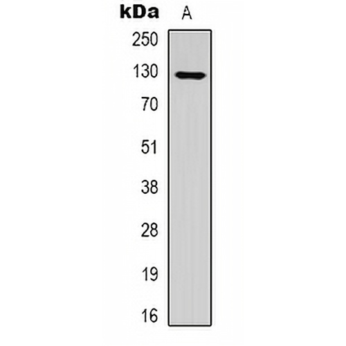 RIP140 (Acetyl-K158) Rabbit Polyclonal Antibody