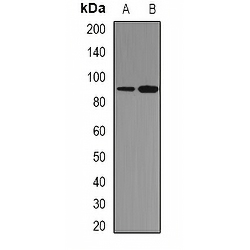 STAT1 Rabbit Polyclonal Antibody