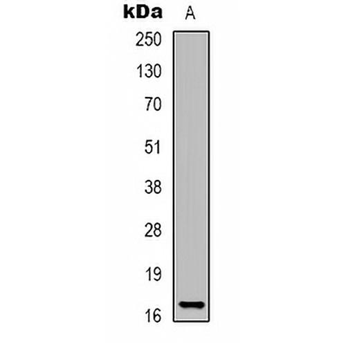 Histone H3 (DiMethyl-K27) Rabbit Polyclonal Antibody