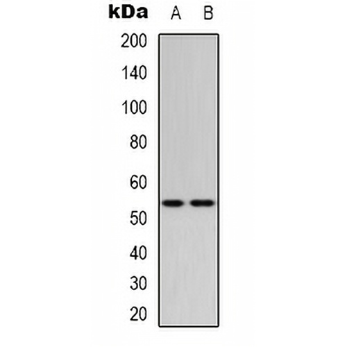p53 (MonoMethyl-K370) Rabbit Polyclonal Antibody