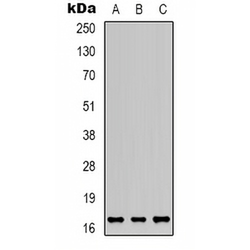 ANG Rabbit Polyclonal Antibody