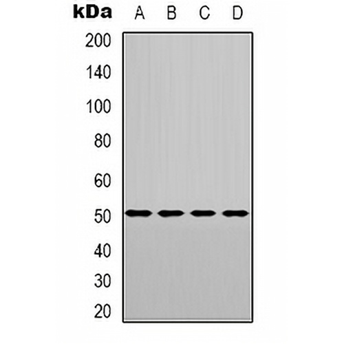 LXR alpha Rabbit Polyclonal Antibody