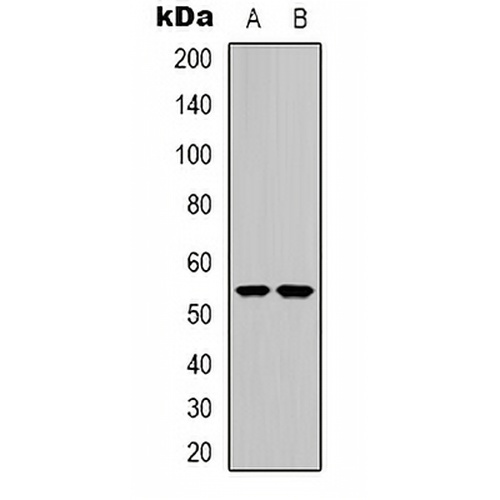 CHRNA9 Rabbit Polyclonal Antibody