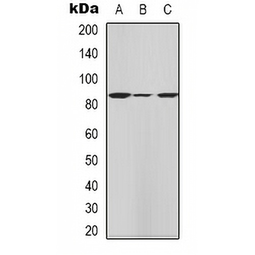 HGS Rabbit Polyclonal Antibody