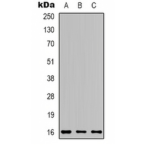 Apelin Rabbit Polyclonal Antibody