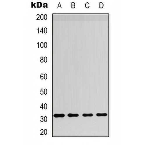CD257 Rabbit Polyclonal Antibody