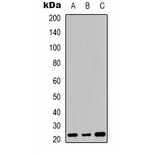 FGF20 Rabbit Polyclonal Antibody