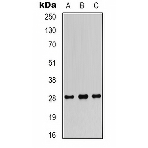 FGF18 Rabbit Polyclonal Antibody