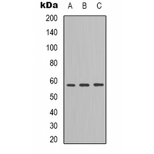 ANGPTL1/2 Rabbit Polyclonal Antibody