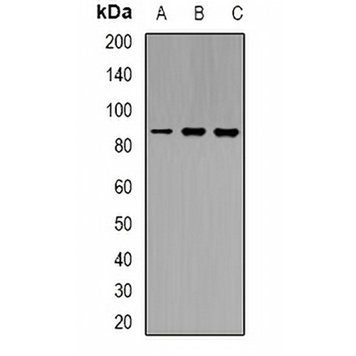 Cullin 4B Rabbit Polyclonal Antibody
