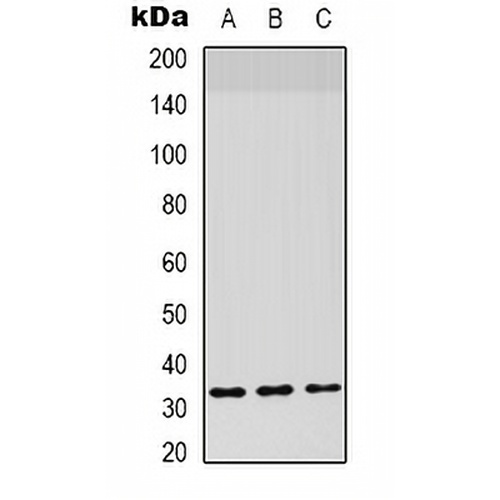 CD142 Rabbit Polyclonal Antibody