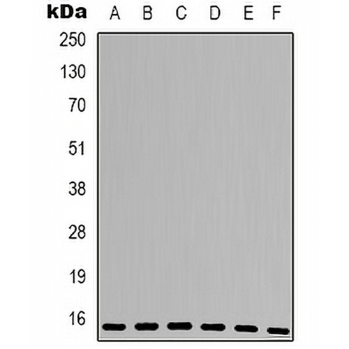 Cyclophilin A Rabbit Polyclonal Antibody