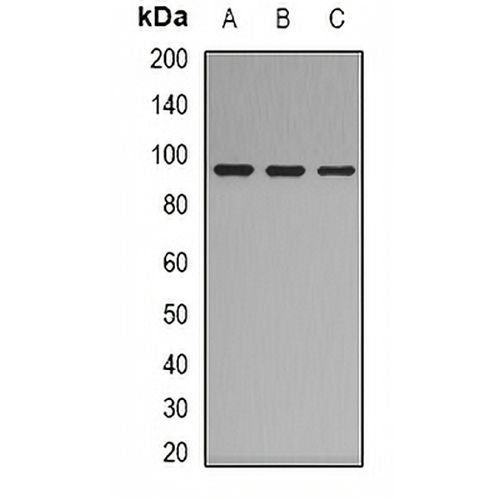 Complement C7 Rabbit Polyclonal Antibody