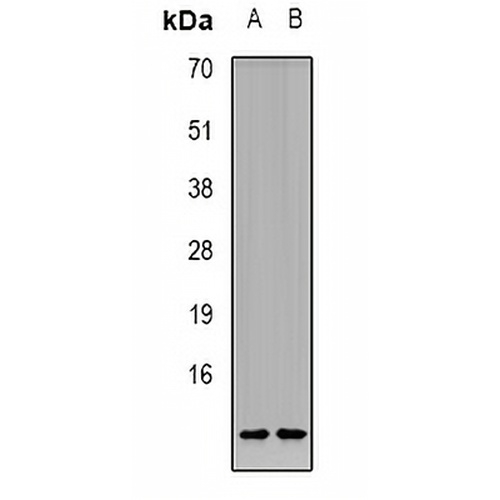 CCL11 Rabbit Polyclonal Antibody