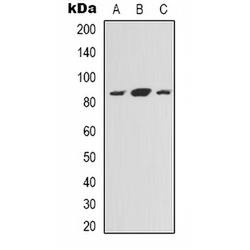 NOXIN Rabbit Polyclonal Antibody