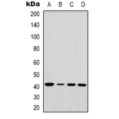 EDA Rabbit Polyclonal Antibody