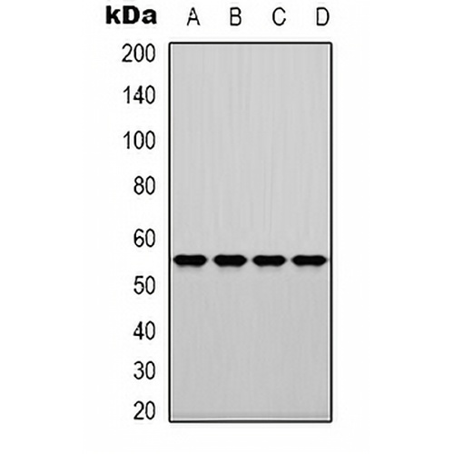 Fascin Rabbit Polyclonal Antibody