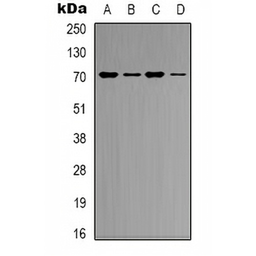 KEAP1 Rabbit Polyclonal Antibody