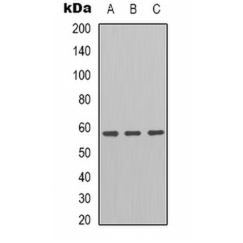 GRP58 Rabbit Polyclonal Antibody