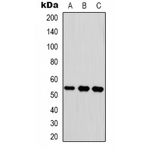 Vitronectin Rabbit Polyclonal Antibody