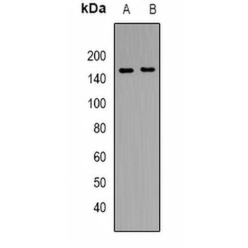 CD13 Rabbit Polyclonal Antibody