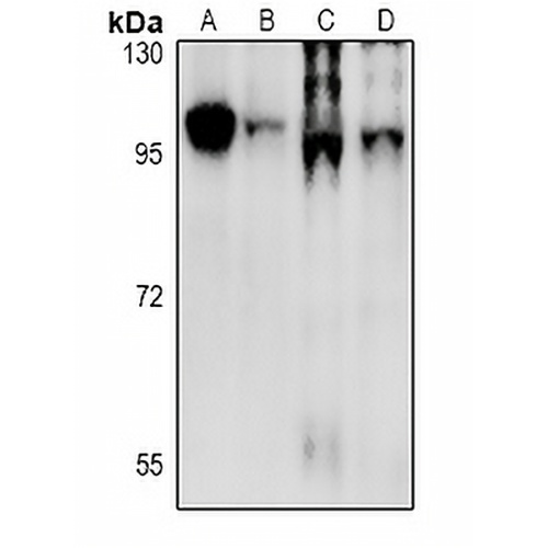 CD19 Rabbit Polyclonal Antibody