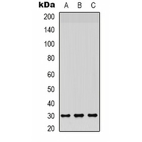 CD66c/d Rabbit Polyclonal Antibody