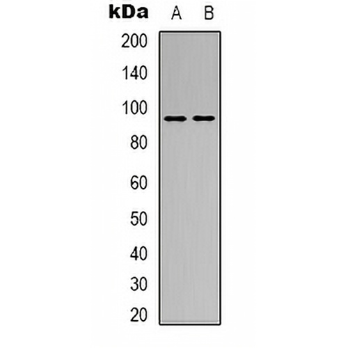 CD100 Rabbit Polyclonal Antibody
