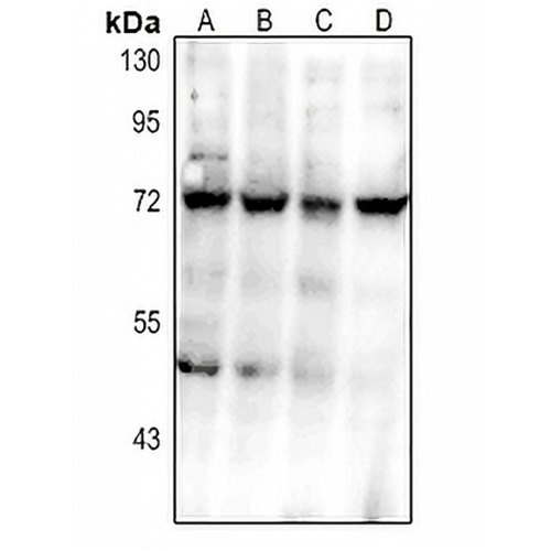 CD112 Rabbit Polyclonal Antibody