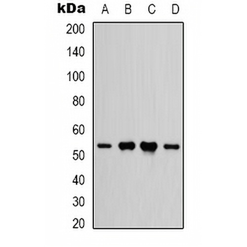 IFNGR1 Rabbit Polyclonal Antibody