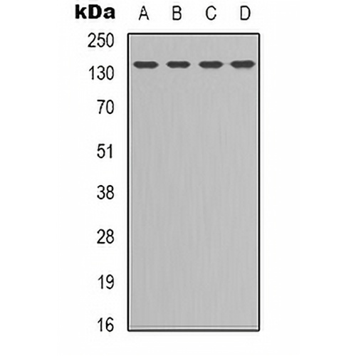 CD295 Rabbit Polyclonal Antibody