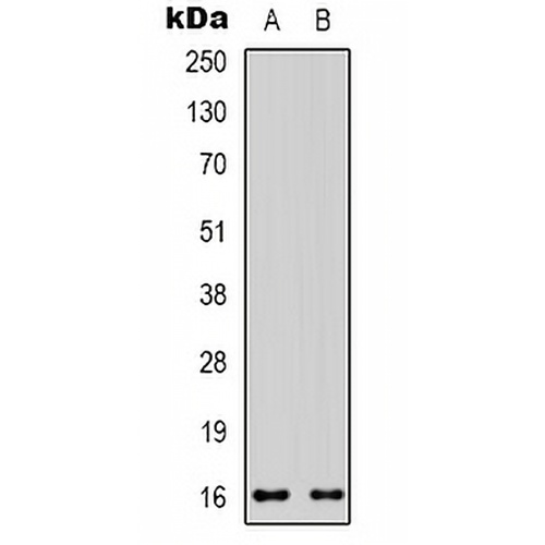 CD235a Rabbit Polyclonal Antibody