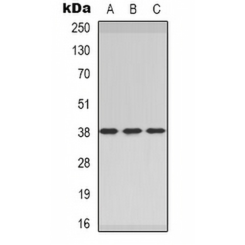 CER1 Rabbit Polyclonal Antibody