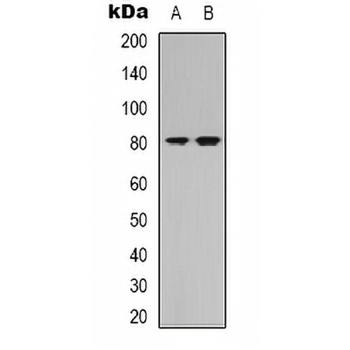 NRG3 Rabbit Polyclonal Antibody