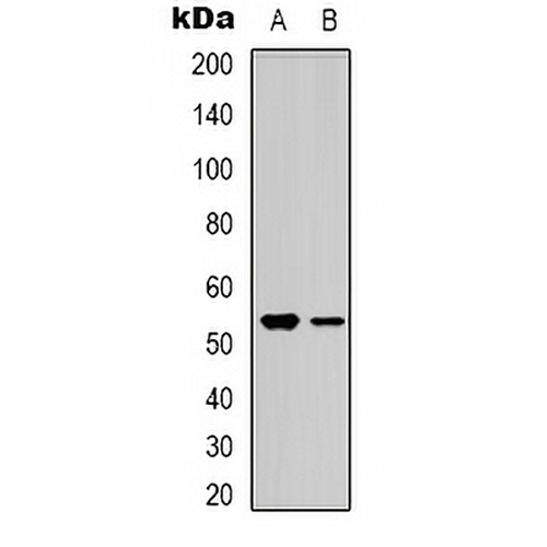 BMP3A Rabbit Polyclonal Antibody