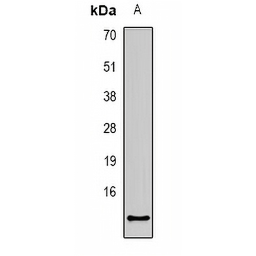 CCL27 Rabbit Polyclonal Antibody