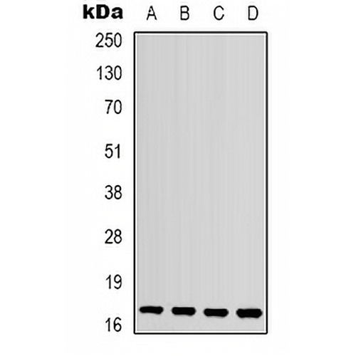IL-1F10 Rabbit Polyclonal Antibody