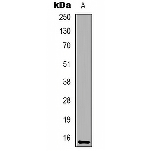 IFITM2 Rabbit Polyclonal Antibody